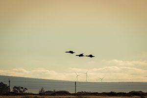 Wind turbines birds